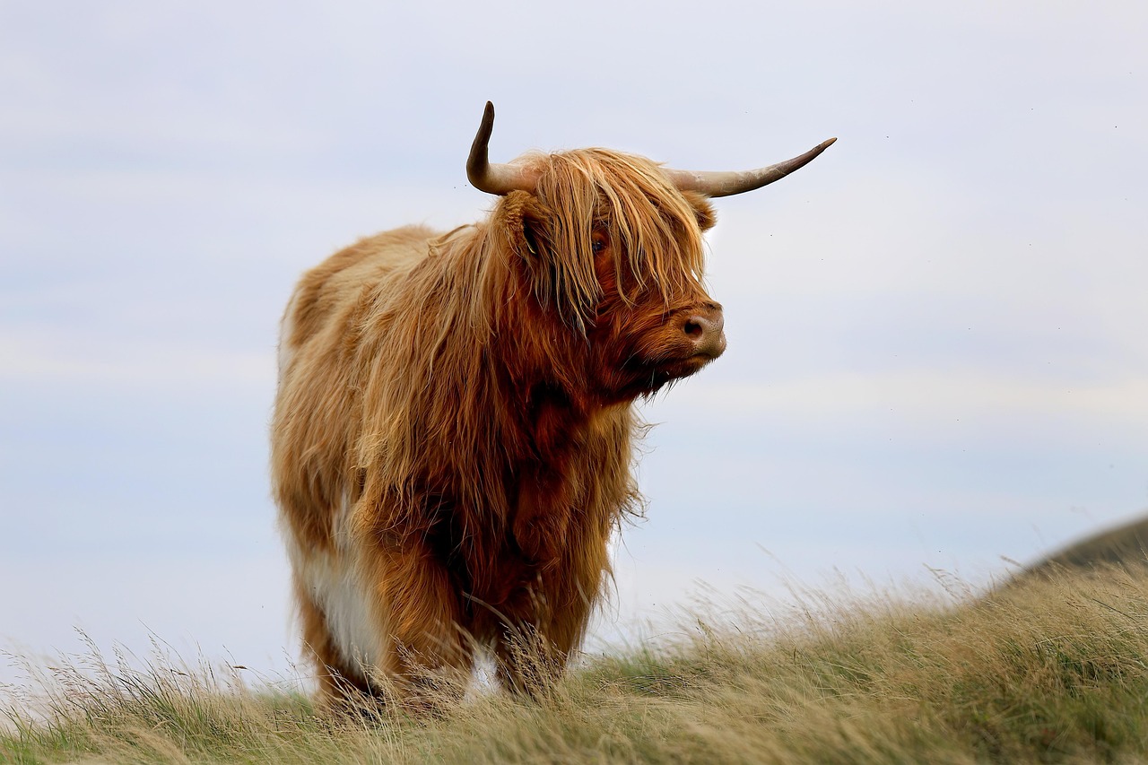 highland cow, cow, cattle, animal, nature, bull, mountains, landscape, scotland, scottish, meadow, highland cow, cow, cow, cow, cow, cow